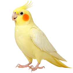 Lutino Cockatiel